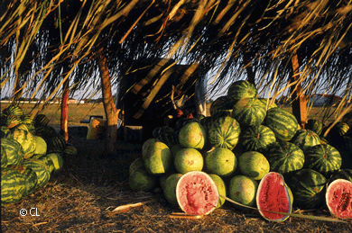 watermelons